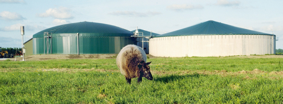 Der Hintergrund zeigt eine Biogasanlage. Davor grast ein braun weißes Schaf auf einer grünen Wiese.