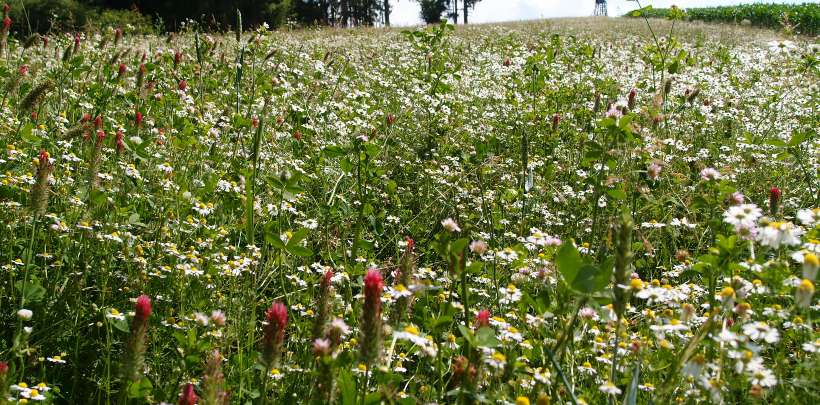 A headland in bloom in Lower Bavaria. (F.R.A.N.Z. Project) | © Claudia Kriegebaum