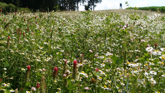 A headland in bloom in Lower Bavaria. (F.R.A.N.Z. Project) | © Claudia Kriegebaum