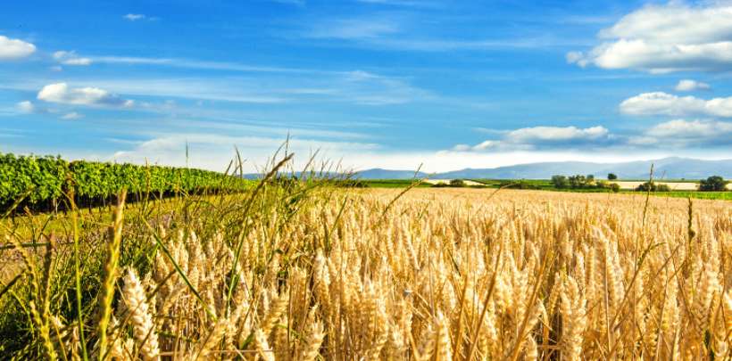 Investitionsprogramm Landwirtschaft des Bundes