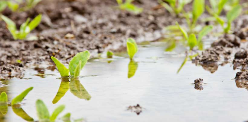 Liquiditätssicherungsdarlehen für unwettergeschädigte landwirtschaftliche Betriebe